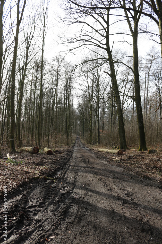 Waldweg in den Baumbergen im Münsterland Waldweg in den Baumbergen im Münsterland