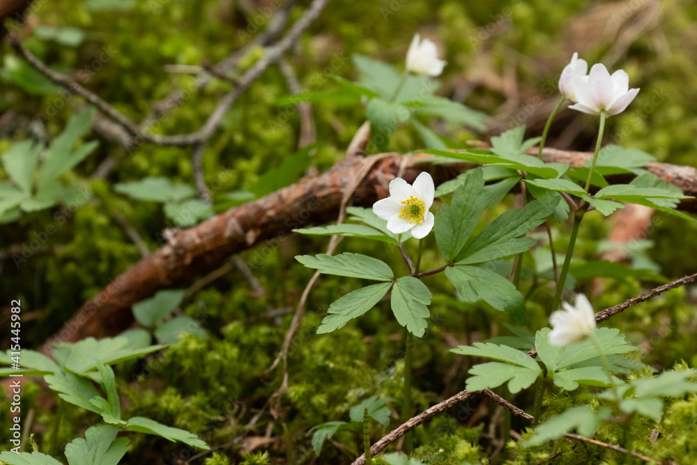 Flowering Wood anemone, Anemonoides nemorosa on early spring in Estonian boreal forest, Northern Europe. Flowering Wood anemone, Anemonoides nemorosa on early spring in Estonian boreal forest, Northern Europe.