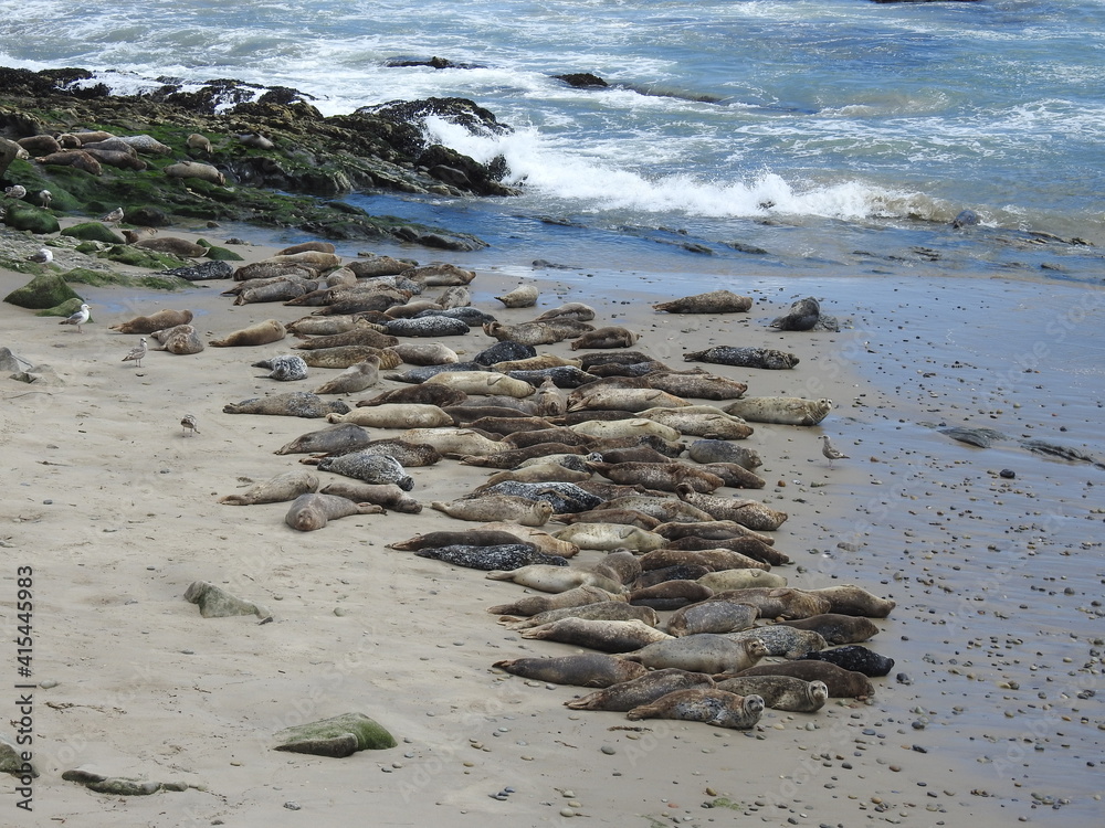 Harbor seals resting on the shores of the Pacific Ocean, in Carpinteria, Santa Barbara County, California. Harbor seals resting on the shores of the Pacific Ocean, in Carpinteria, Santa Barbara County, California.