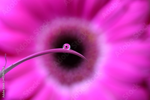 A droplet of water resting on a gerbera petal, refracting the image of a larger flower behind. Point of focus is the refracted flower image in the droplet, using shallow depth of field.
