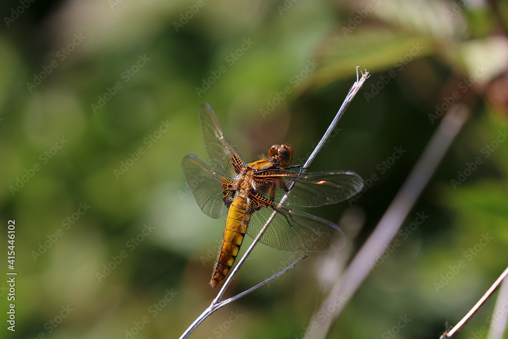 Close up of a female Broad Bodied Chaser dragonfly. Scientific name Libellula depressa in full sun, resting on a perch. 