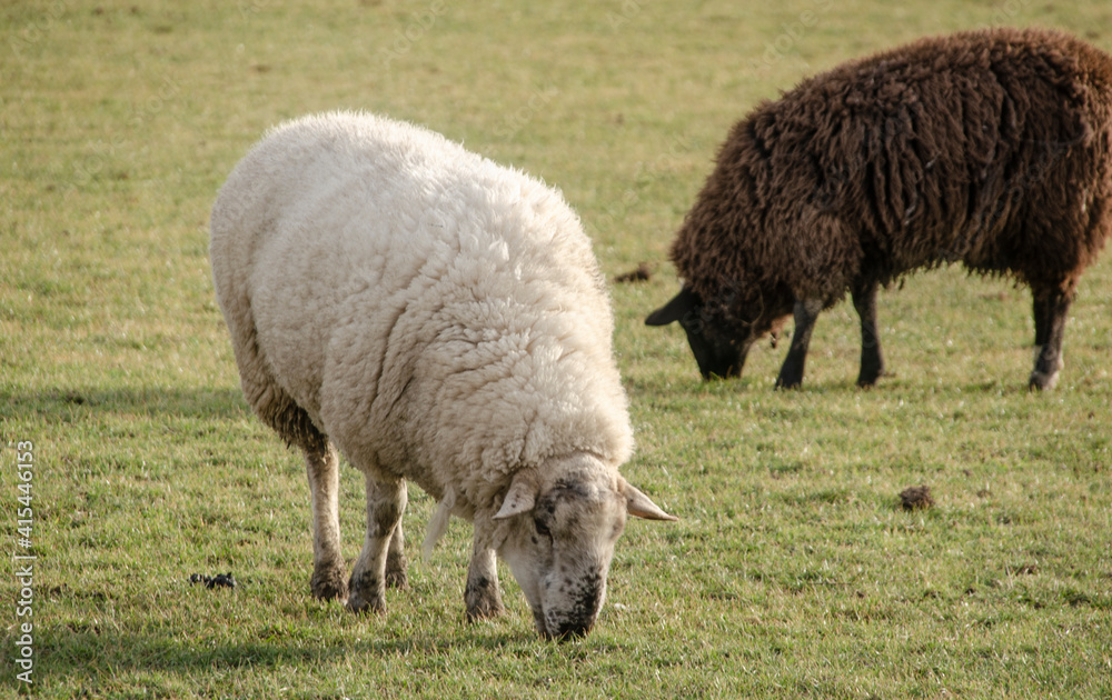 Schafe auf der Wiese