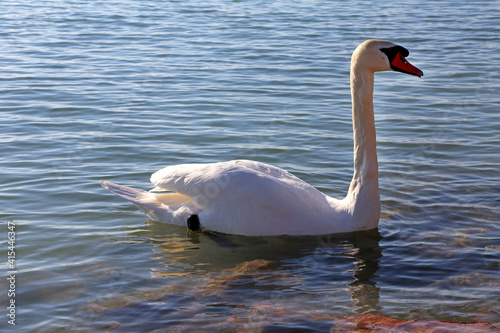 Fototapeta Naklejka Na Ścianę i Meble -  Beautiful young swan swim by the shore