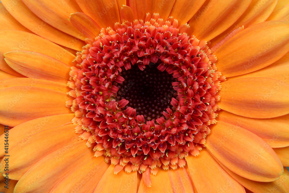 Orange gerbera daisy. Close up macro for detail. Orange gerbera daisy. Close up macro for detail.