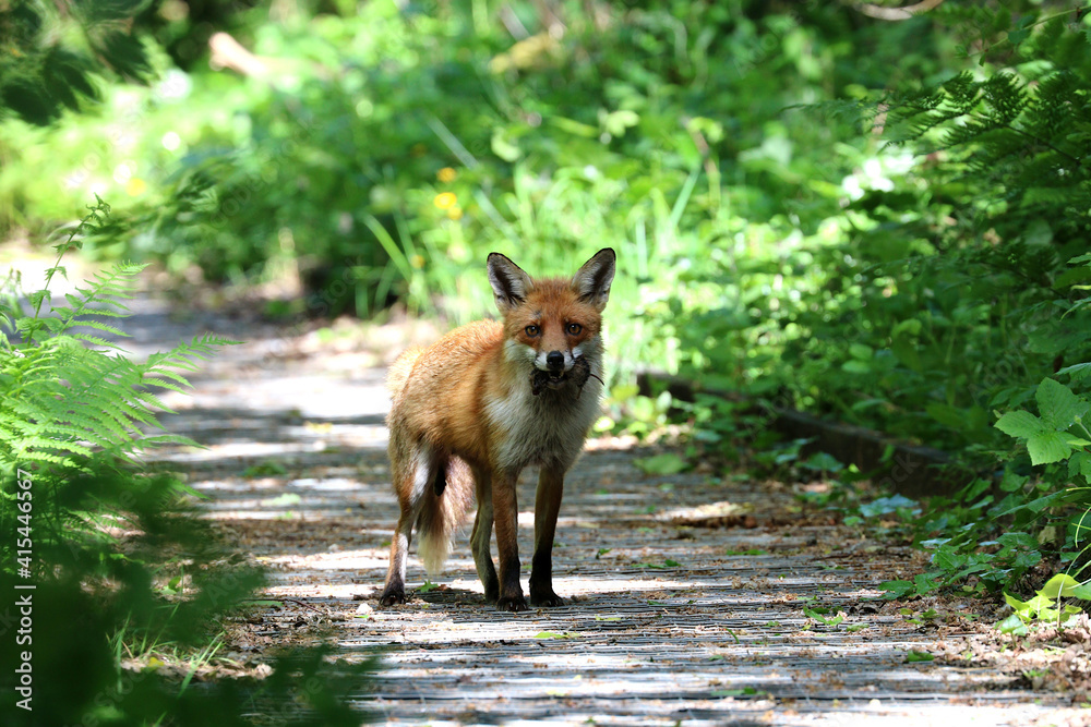 A female fox or Vixen standing still watching curiously. In its mouth it is holding a large field vole that it has caught. Behind the fox, the hedge foliage, is dappled with sunlight. A female fox or Vixen standing still watching curiously. In its mouth it is holding a large field vole that it has caught. Behind the fox, the hedge foliage, is dappled with sunlight.