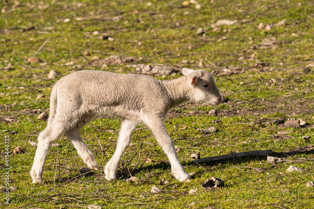 Obraz premium Close-up photo of a small lamb walking alone in the countryside on a sunny morning.