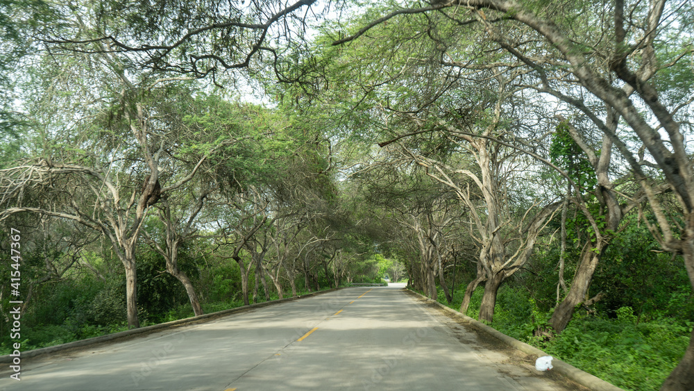 road in the forest