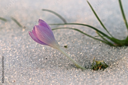 Violetter Dalmatiner Krokus (Crocus tommasinianus) im Schnee photo