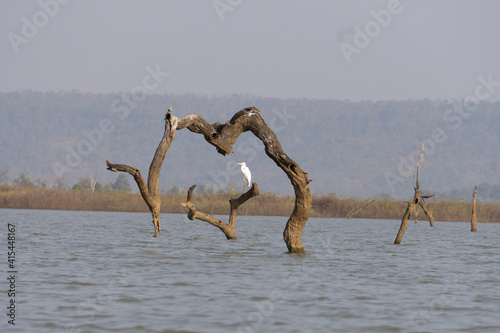 heron on the beach