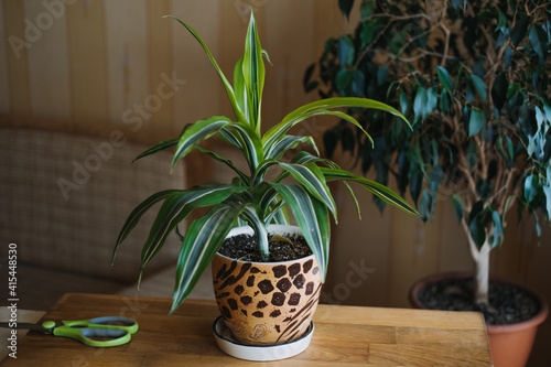 Spring Indoor Plant Care. Waking Up Indoor Plants for Spring. Female hands spray and washes the leaves of Dracaena fragrans house plants at home. Garden room, Biophilia trend, photo