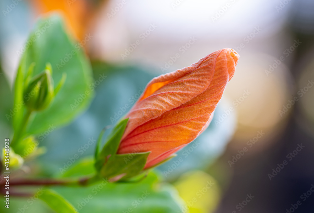 close up of an orange flower close up of an orange flower