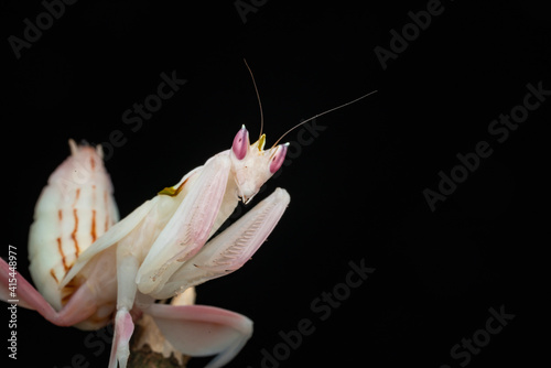 orchids mantis
