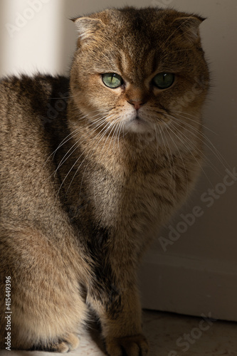 golden scottish fold cat with green eyes