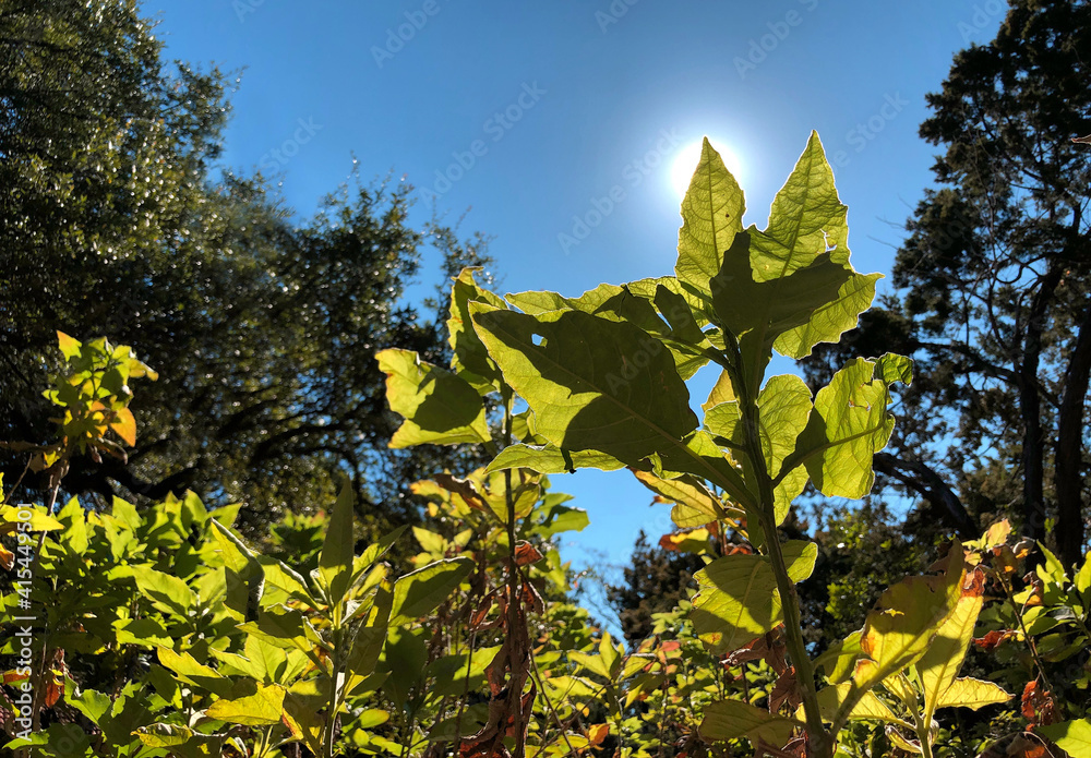 Obraz premium weeds in autumn