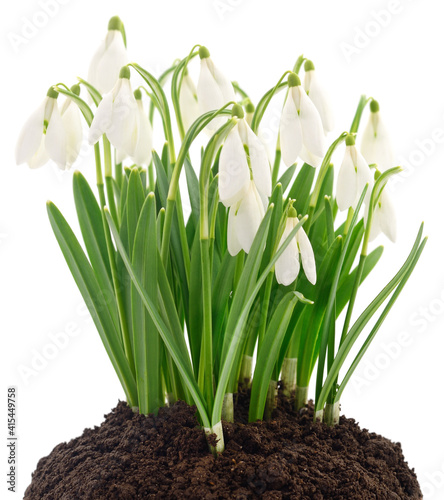 Snowdrops on white.