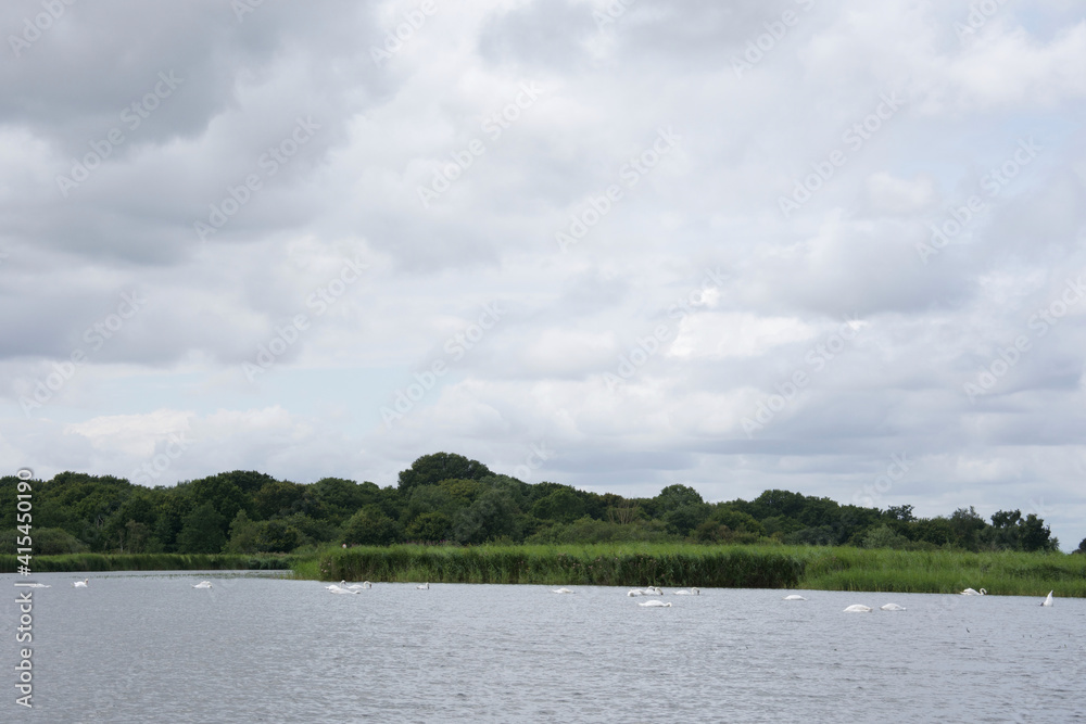 White Mute Swans (Cygnus olor) swimming in a flock on a windy lake or river. Grey cloudy sky and water, with green red beeds and trees. Swans as a family, feeding and drinking: heads underwater White Mute Swans (Cygnus olor) swimming in a flock on a windy lake or river. Grey cloudy sky and water, with green red beeds and trees. Swans as a family, feeding and drinking: heads underwater