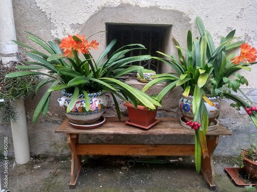 Banco de pino con clivias en flor en macetas de cerámica photo