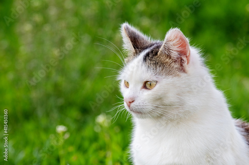 White spotted cat in the garden on a background of green grass