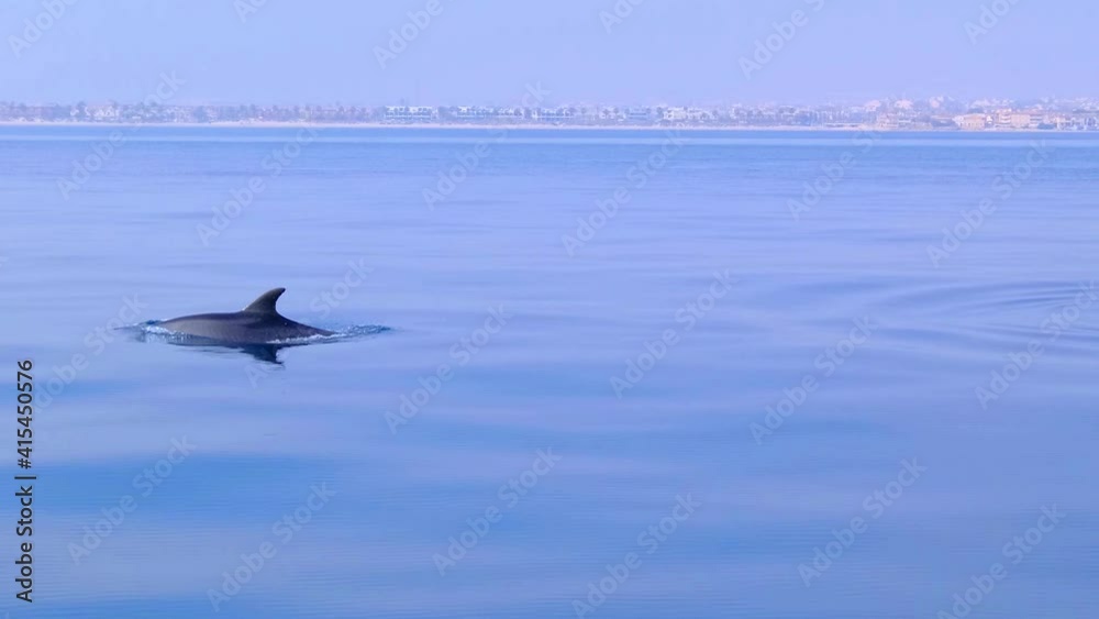 Dolphins jumping in the sea, Spain, mediterranean sea, dolphins playing in the sea, Costa Blanca 2021