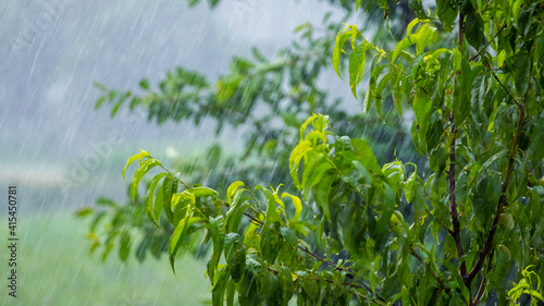 Heavy rain in the garden, rainy weather