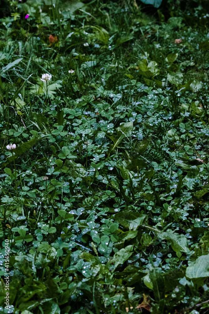 green leaves background