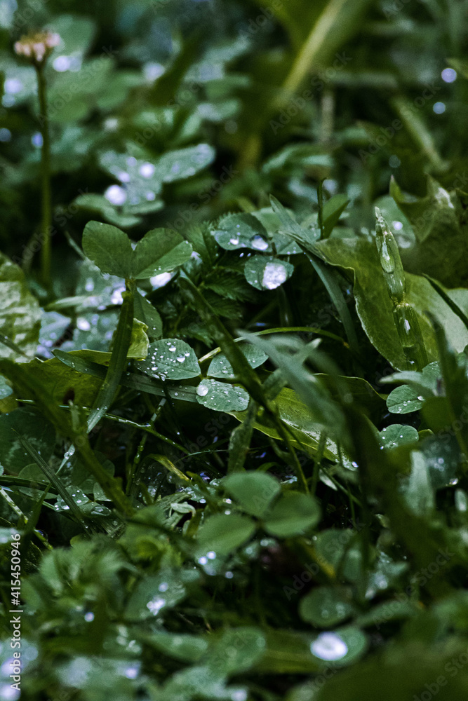 rain drops on a leaf rain drops on a leaf