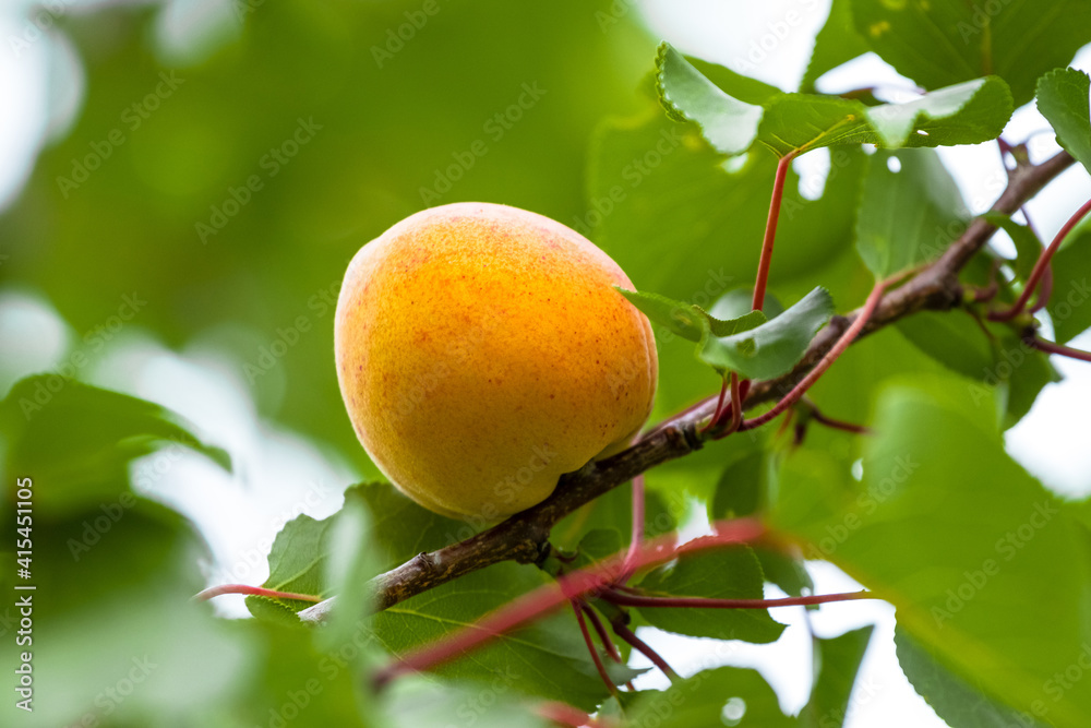 Big ripe apricot on the tree, a wonderful harvest of apricots