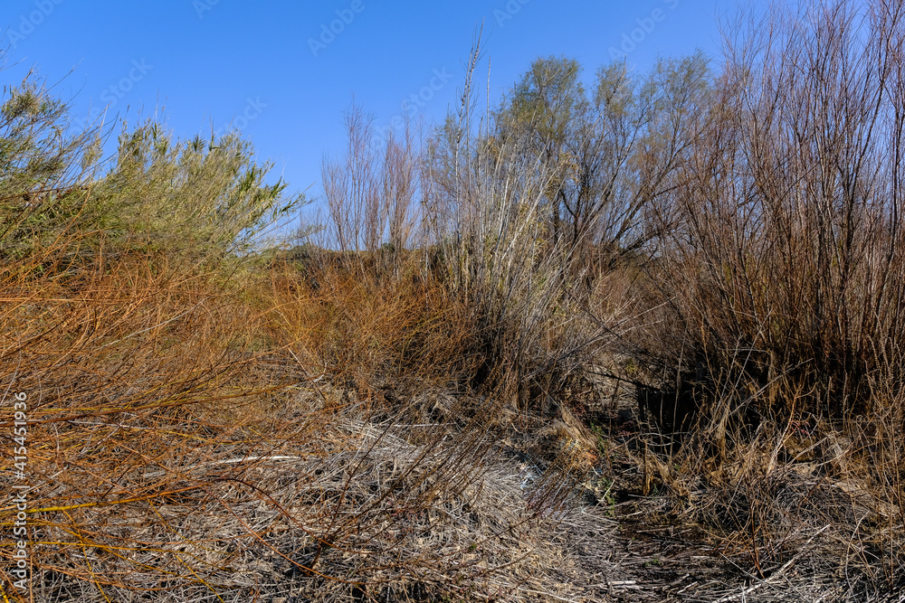 Dry reed, a grass-like wetland plant in Poleg Nature reserve, located in the coastal plain between kibbutz Yakum and the town of Netanya, Israel. Dry reed, a grass-like wetland plant in Poleg Nature reserve, located in the coastal plain between kibbutz Yakum and the town of Netanya, Israel.