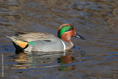 Green-winged teal (Anas crecca) drake in a lake, Galveston, Texas, USA