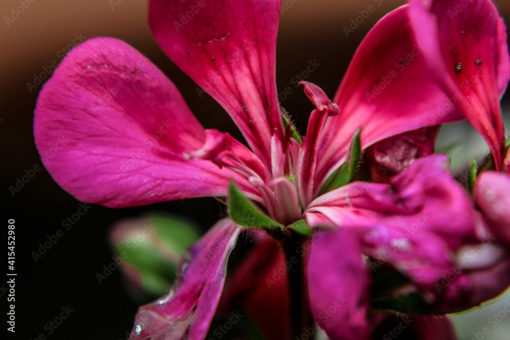 Fototapeta premium Macro de Flor rosa en Estado de México