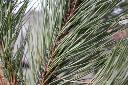 Closeup of pine tree needles