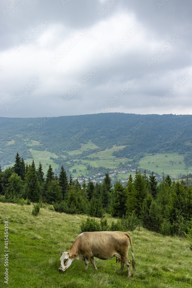 Cow Graze in the Carpathian mountains Meadow. Majestic view on beautiful foggy Carpathian mountains