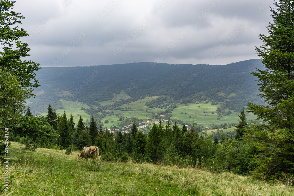 Cow Graze in the mountains Meadow. Majestic view on beautiful foggy Carpathian mountains Meadow