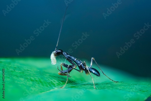grasshopper on a blue sky