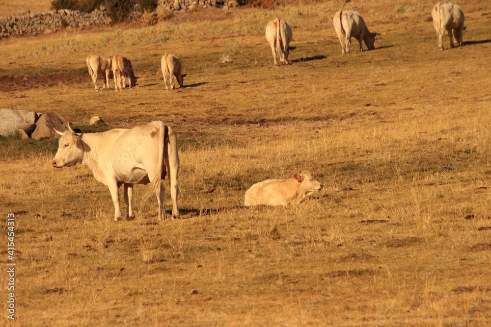 Obraz premium herd of cows