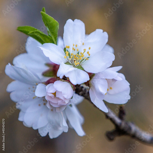 Almond Flowers blossom in Mallorca