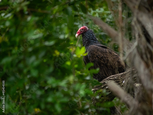 Turkey vulture on top of a tree