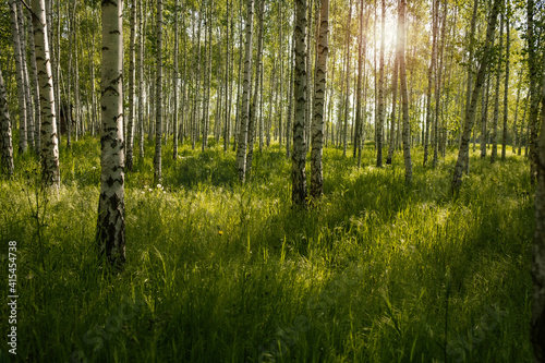Photograph of birch forest just after sunrise