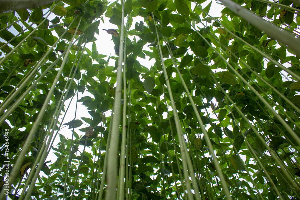 Huge jute fields. Rows of jute. As if trying to touch the sky. Jute field of Bangladesh. In this country jute is called gold fiber. Huge jute fields. Rows of jute. As if trying to touch the sky. Jute field of Bangladesh. In this country jute is called gold fiber.