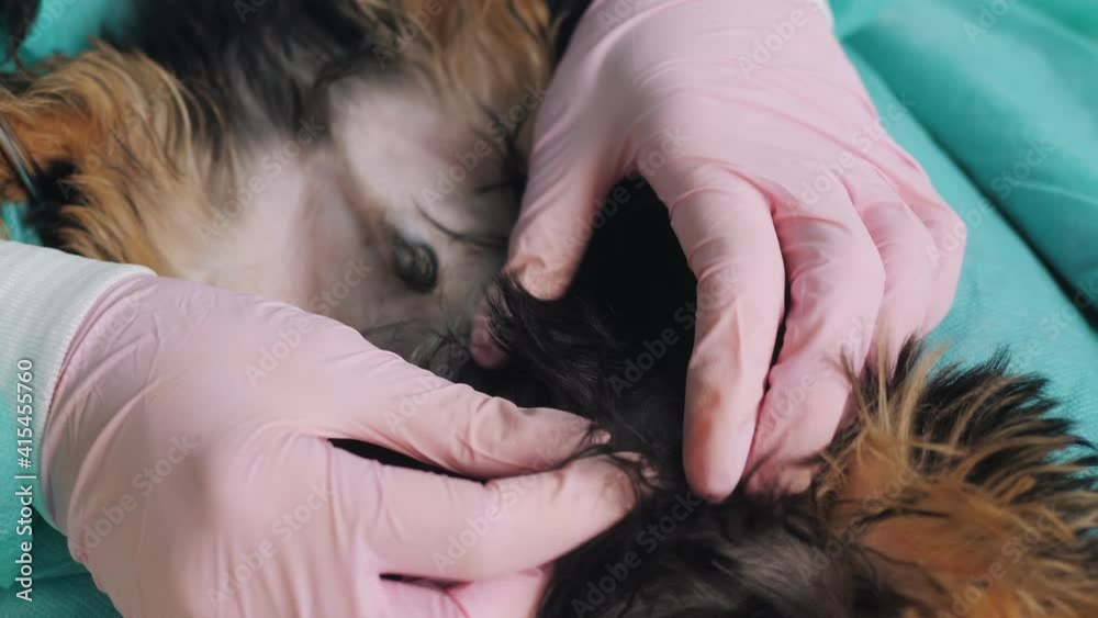 The veterinarian palpates the puppy's abdomen after injury. Routine examination of the dog's health at the veterinary clinic The veterinarian palpates the puppy's abdomen after injury. Routine examination of the dog's health at the veterinary clinic