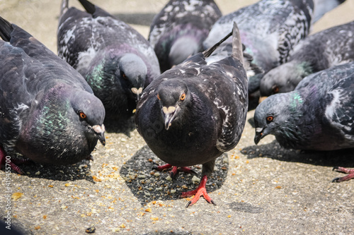 Flock of pigeons eating bread crumbles from the floor