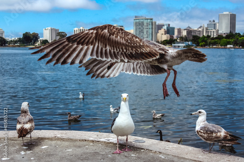 Seagull landing to a park by the Lake Merritt, San Francisco, California,United States of America aka USA