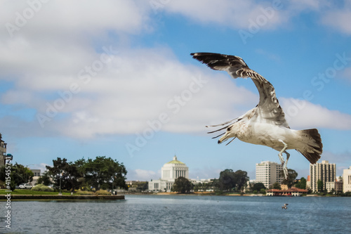 Seagull landing to a park by the Lake Merritt, San Francisco, California,United States of America aka USA