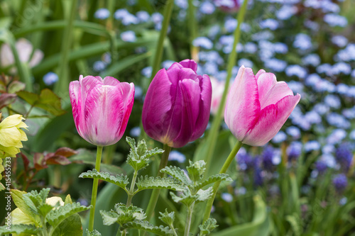 pink und lila Tulpen im Fr  hlingsgarten Makro