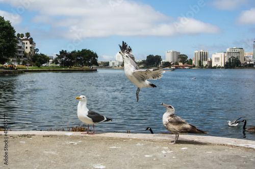 Seagull takes off into the sky from a park by the Lake Merritt, San Francisco, California,United States of America aka USA