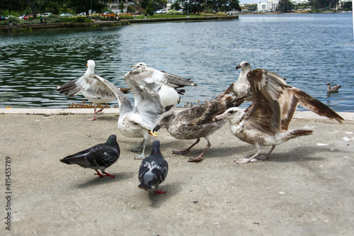 Seagulls fighting for bread in a park by the Lake Merritt, San Francisco, California,United States of America aka USA