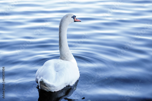 White swan floating in the water