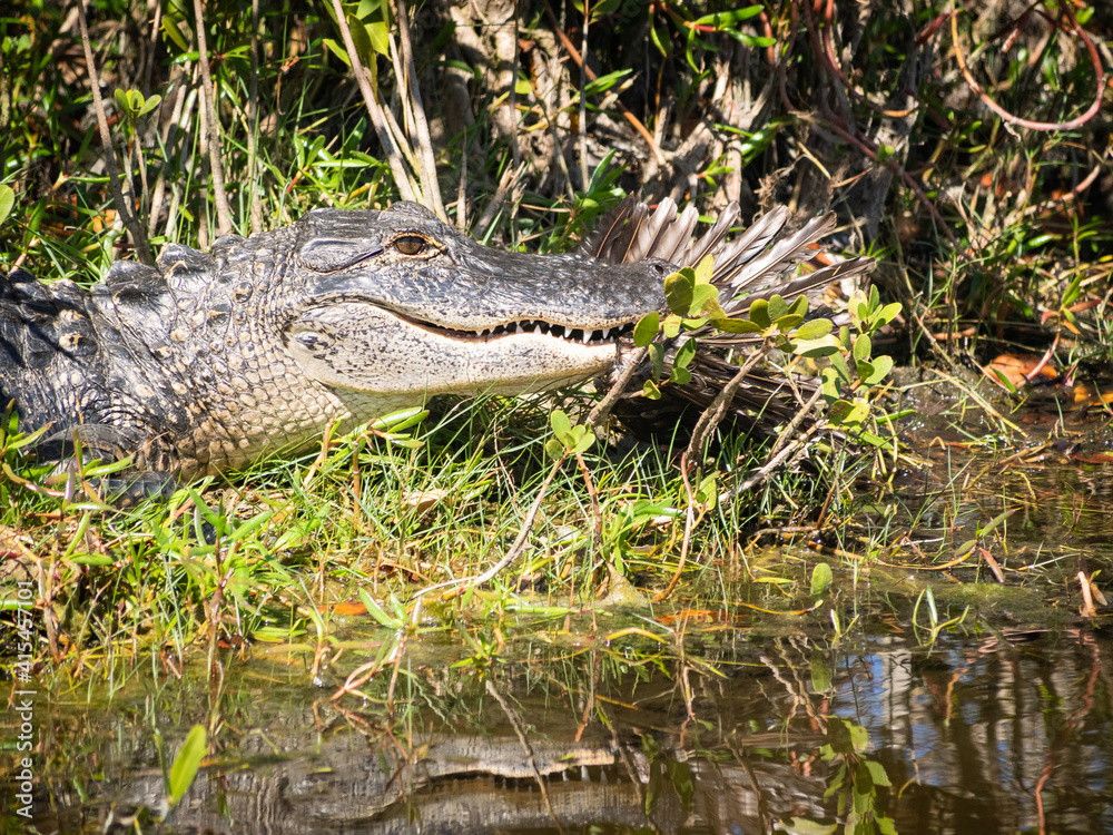 Alligator eating a Glossy Ibis Alligator eating a Glossy Ibis