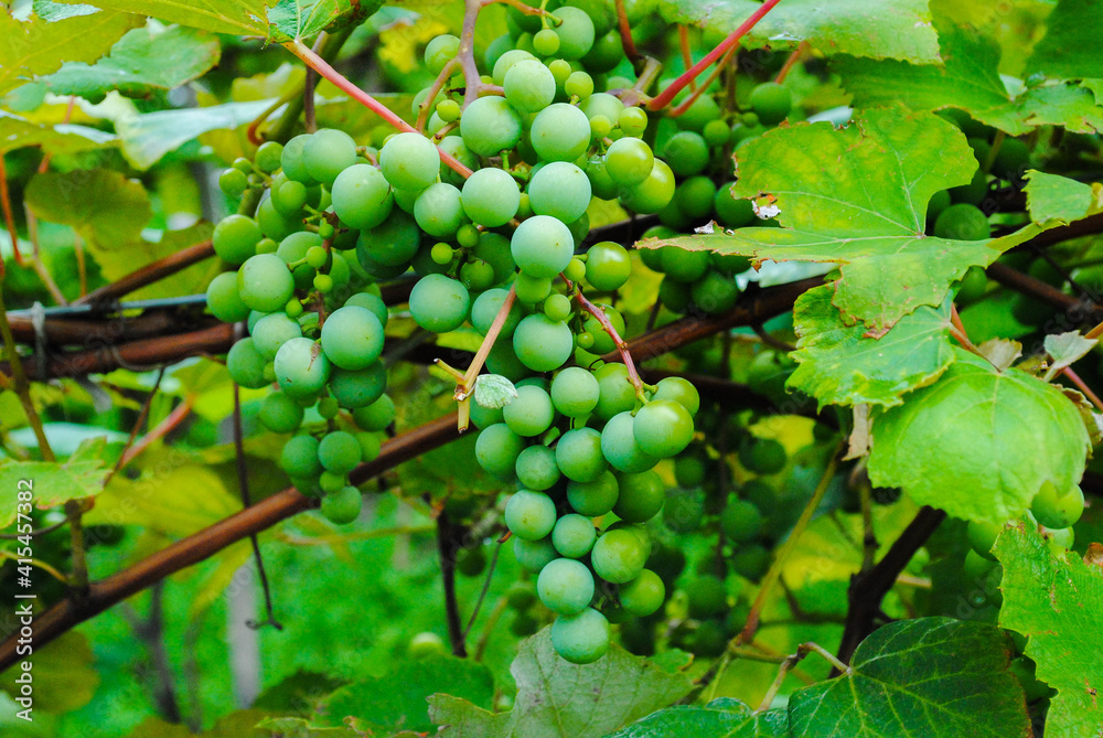Waiting for a new wine season. Fresh vine grapes Waiting for a new wine season. Fresh vine grapes