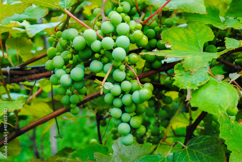 Waiting for a new wine season. Fresh vine grapes